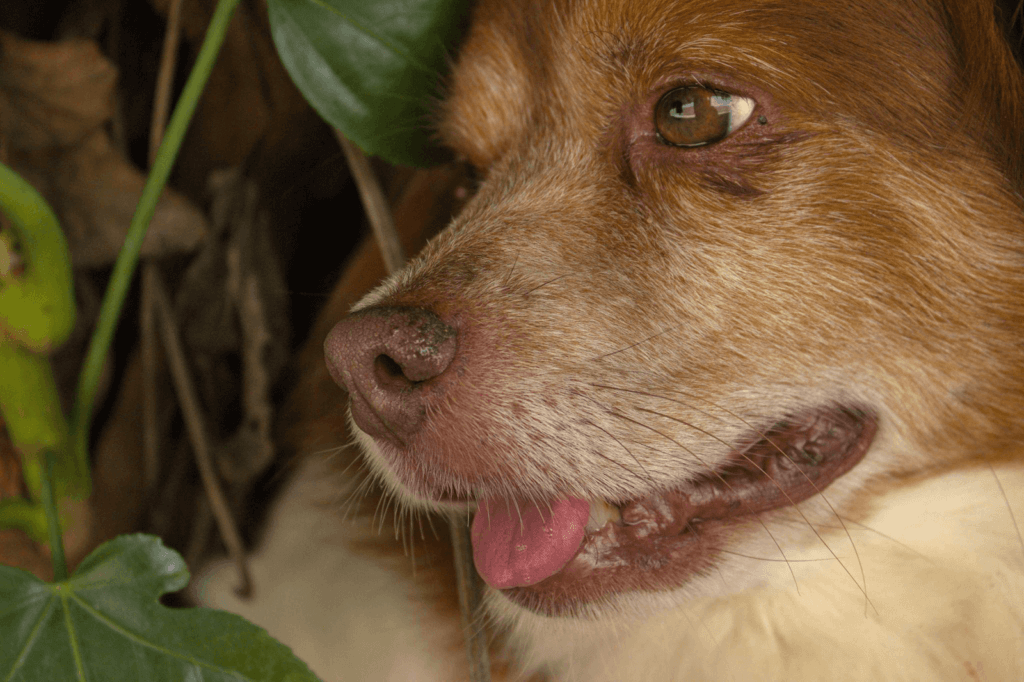 A dog laying down. A Guide to Rat Poisoning in Dogs.