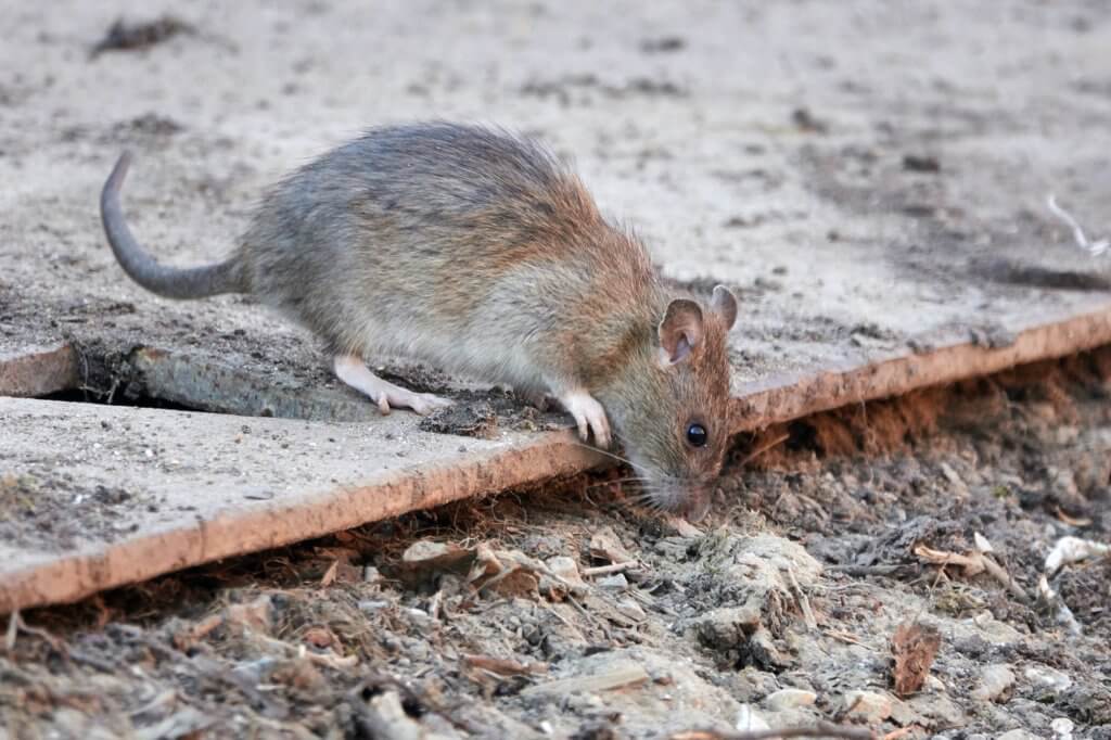 A Guide To Rat Poisoning In Dogs, Rodent Exterminators