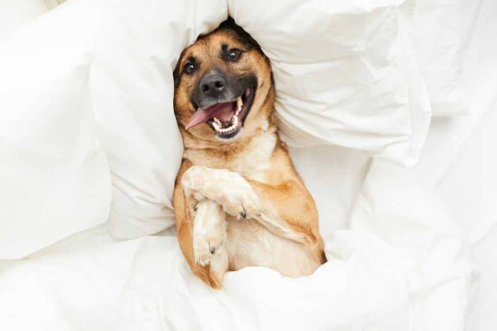 Happy Dog Lying in Comfortable Bed.