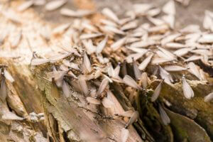 Discarded Termite Wings.