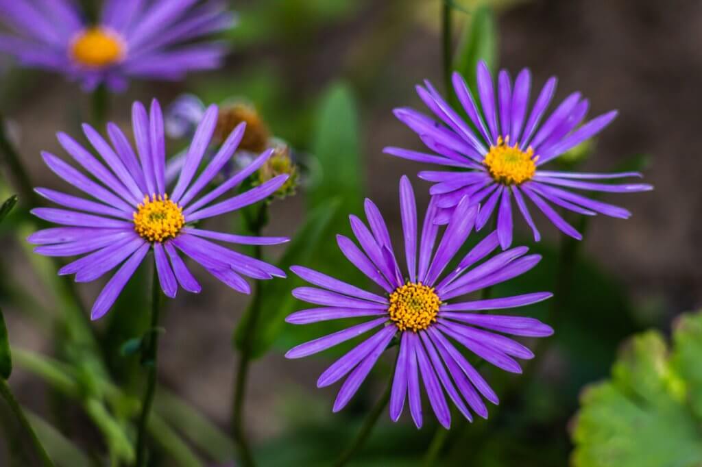 Use perennials. Purple perennial flower.