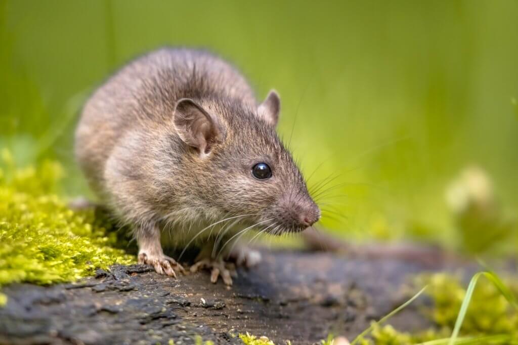 Brown rat in grass of Kansas City home.