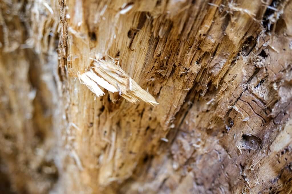 Detail of the inside of a tree trunk eaten by termites.