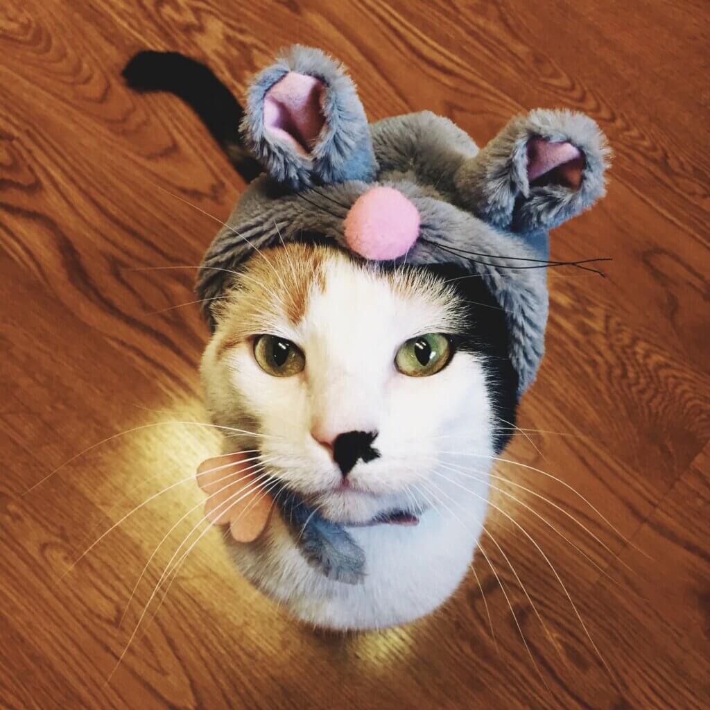 Cat in mouse costume. Cats don't always eat mice.