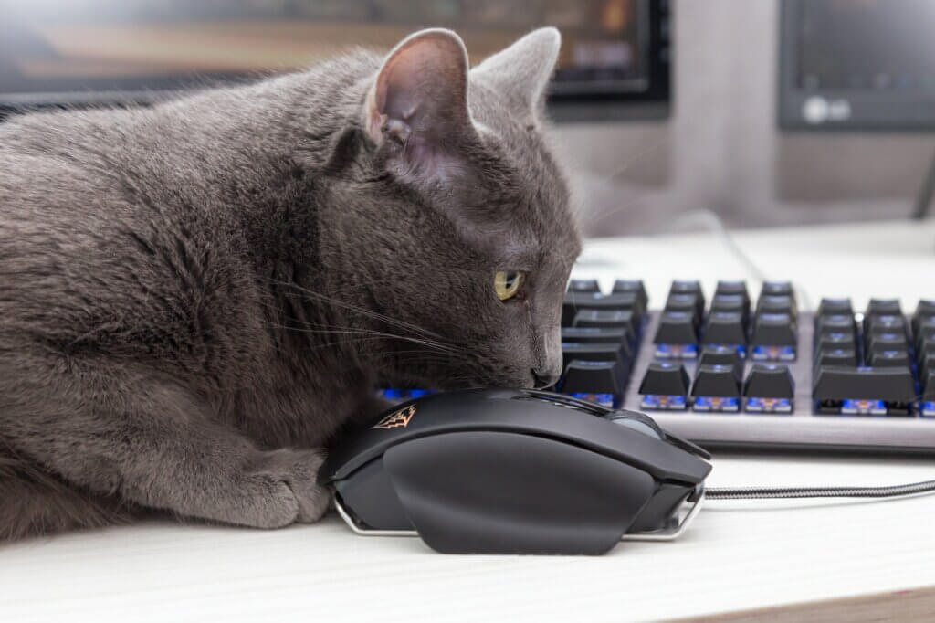 Gray cat plays with a computer mouse.