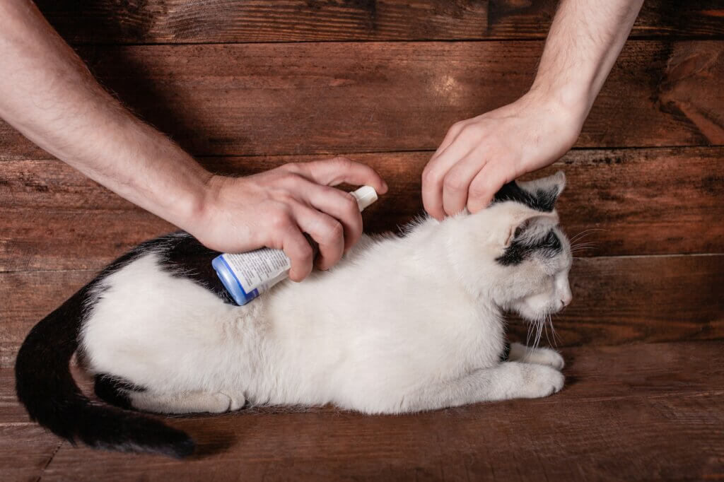 Protecting a cat from fleas with a flea spray.