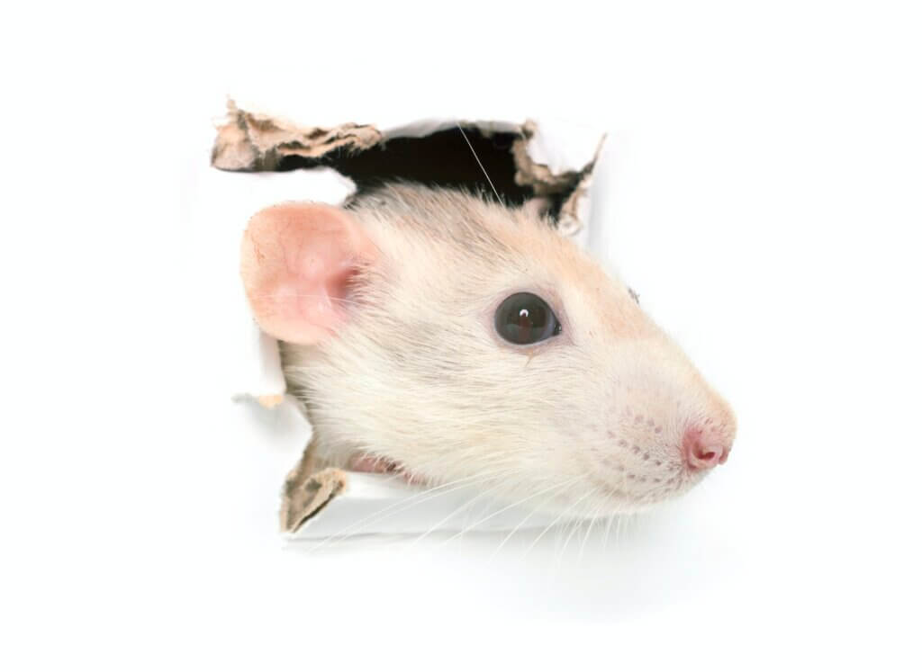 rat in hole