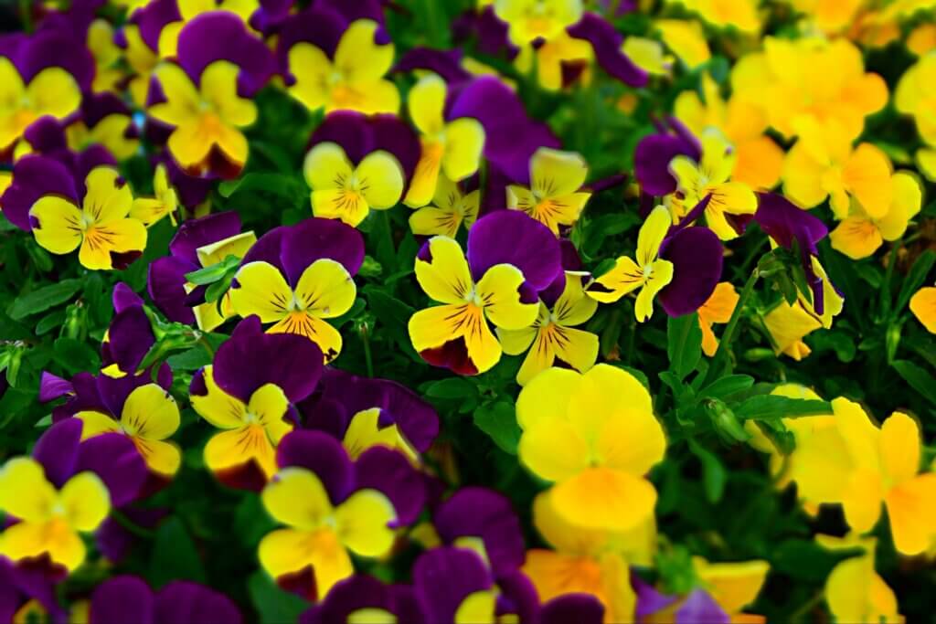 Pansies-full of blooming flowers. Landscaping for winter in Kansas City.