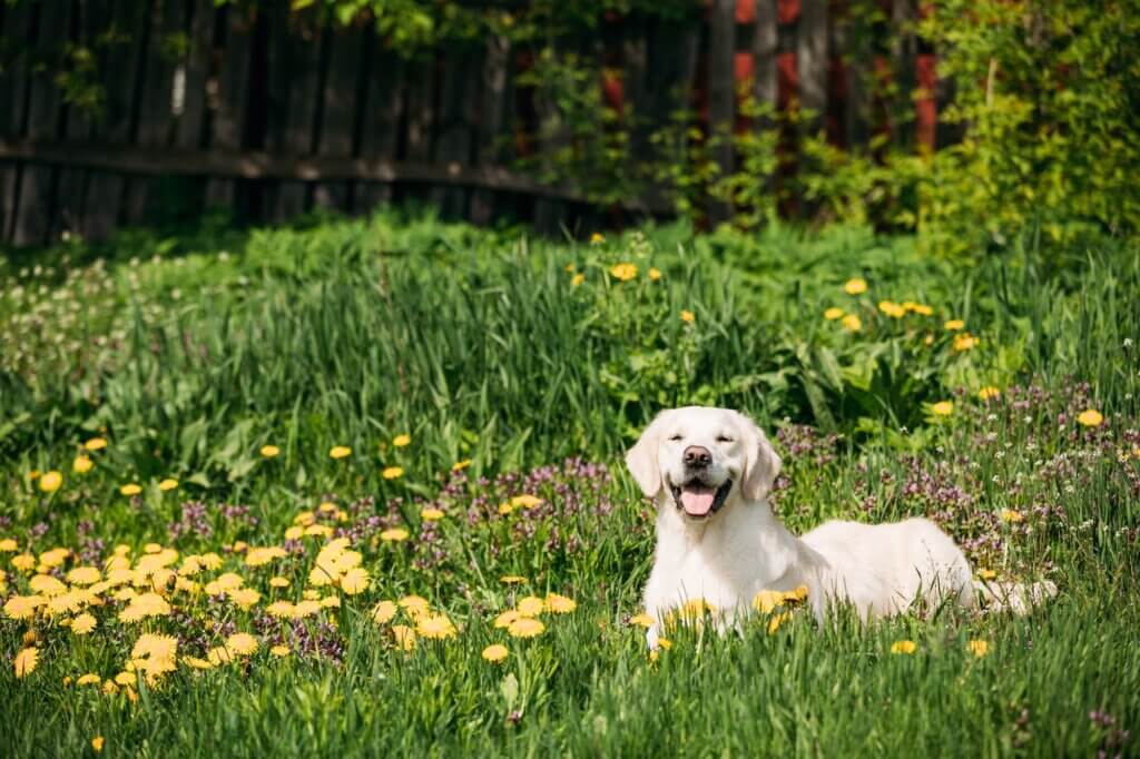 Dog laying in the grass with dandelions that weren't prevented.
