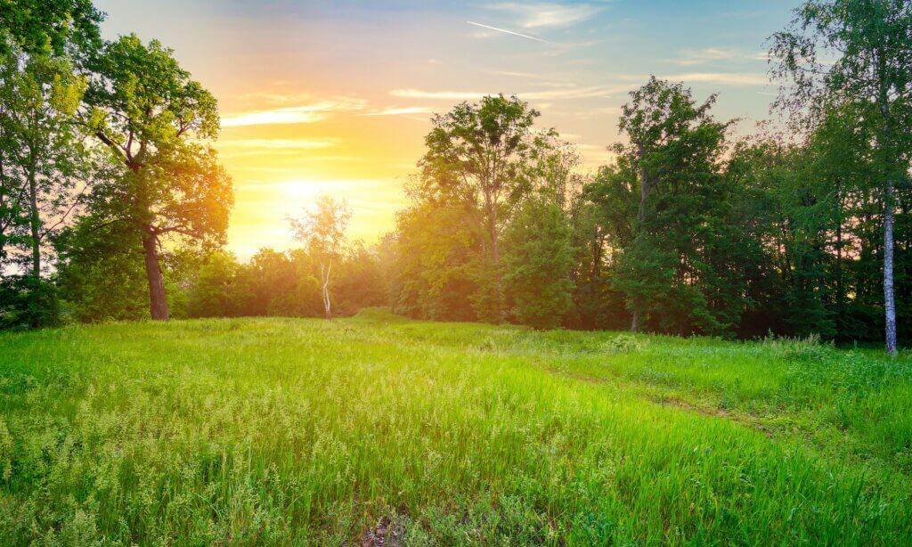 Meadow with green grass.