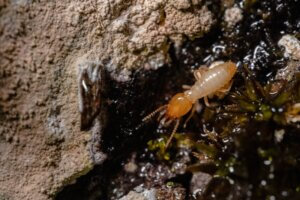 Termites in kansas city. Tips for protecting your home from termites.