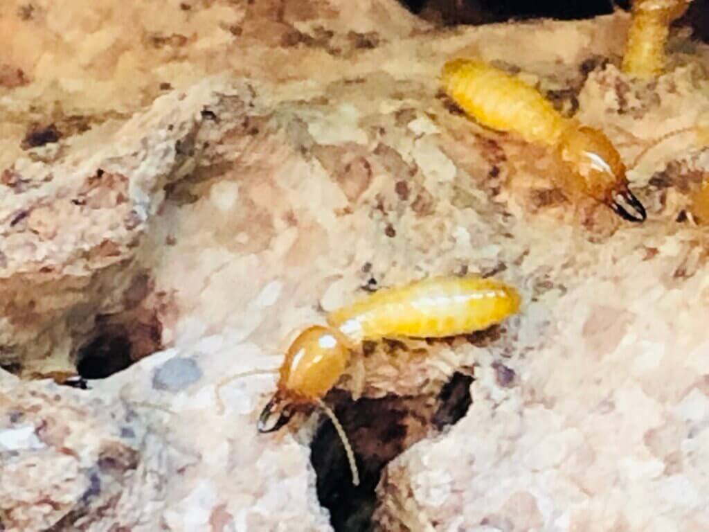 Subterranean Termite in the Kansas City area.