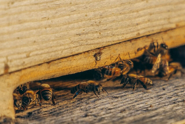 Bees entering a hive