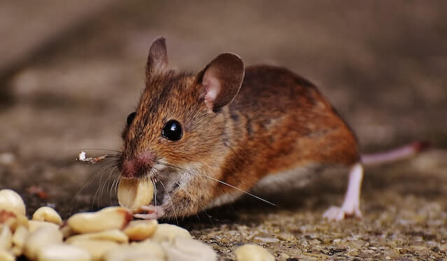 Rodent eating corn and making the sound of pests.