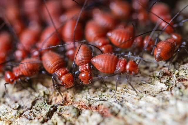 Termites eating wood