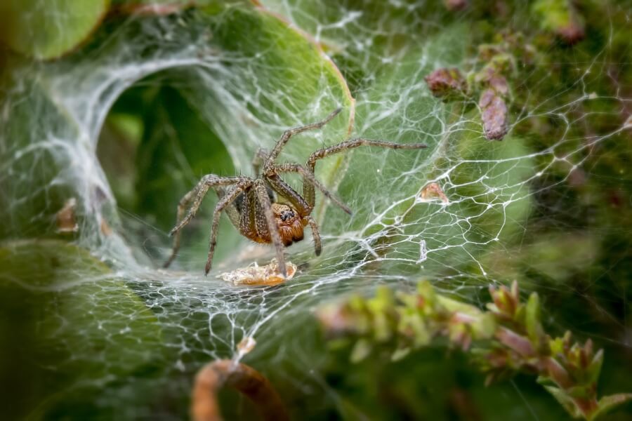 A spider on a web. 