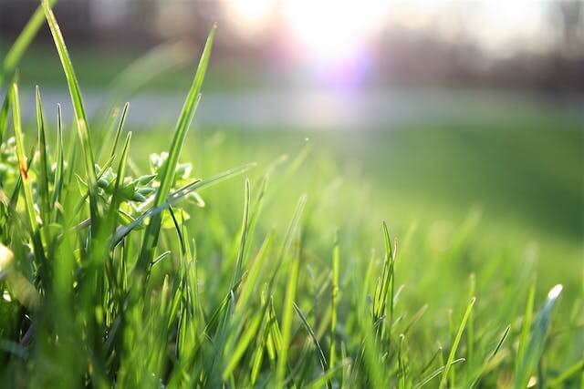 Close-up of green grass blades with dew and sunlight in the background.