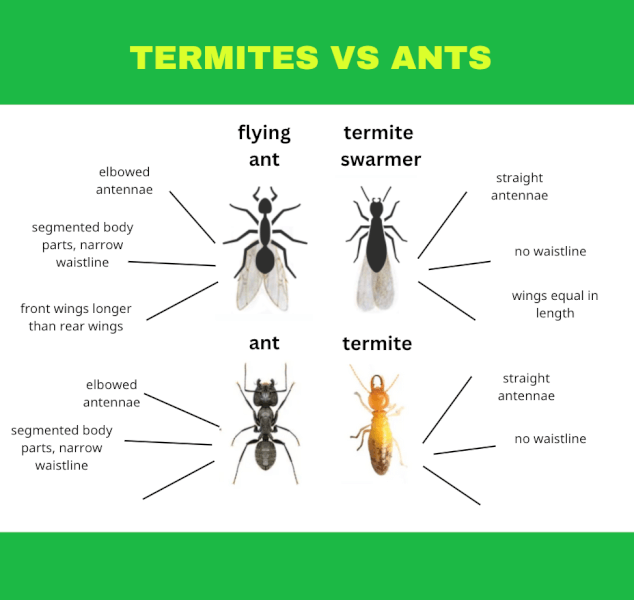 How to tell the difference. Termites Vs. Ants.