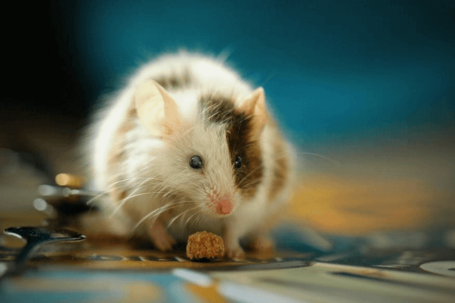 Rodent eating inside of someone's house.