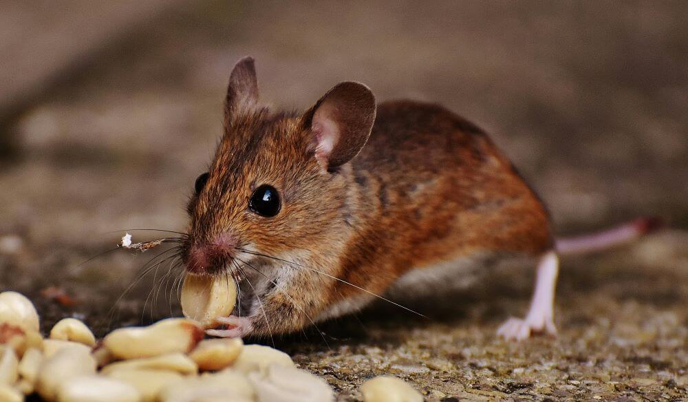 Moving into a pest-free home. A mouse eating his little food.