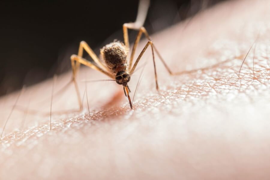 A mosquito drinking blood.