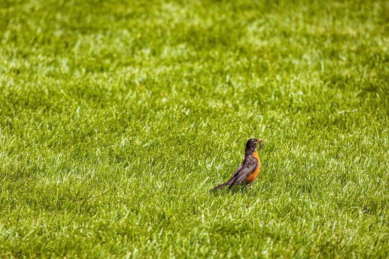Lawn pests | Gunter Pest & Lawn Lawn pests