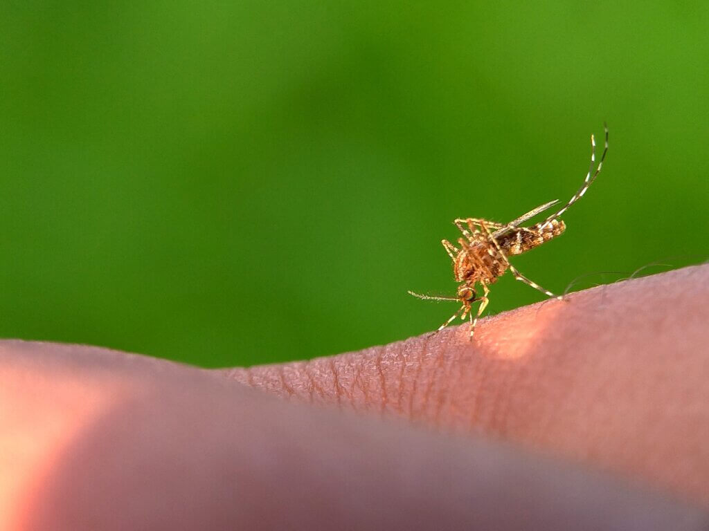 The Importance Of Commercial Mosquito Control Services. Mosquito on person.