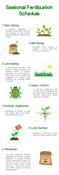 spider plant that purifies air Spider Plant