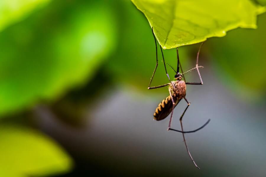 Natural Mosquito Repellents. Mosquito On Leaf.