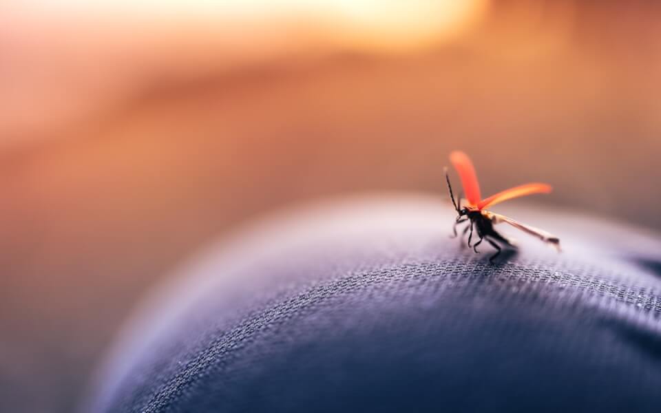 Natural Mosquito Repellents.