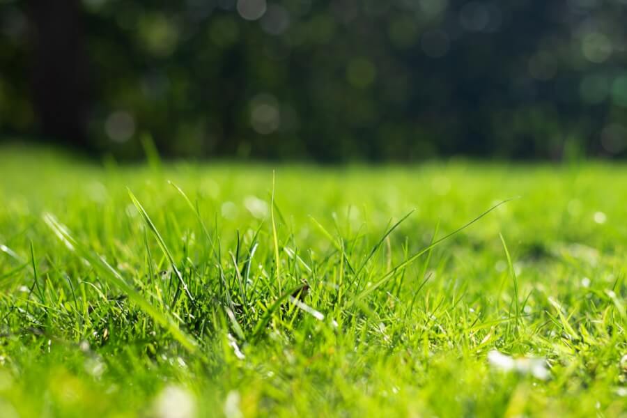 Protect Your Lawn From Fleas And Ticks. Green Grass.