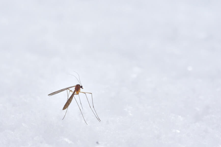 Natural Mosquito Repellents. Mosquito landed.