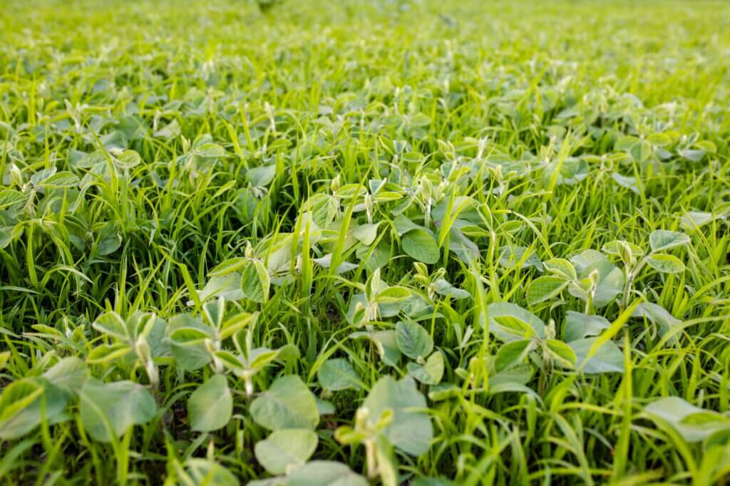 How to schedule preventative pest service
