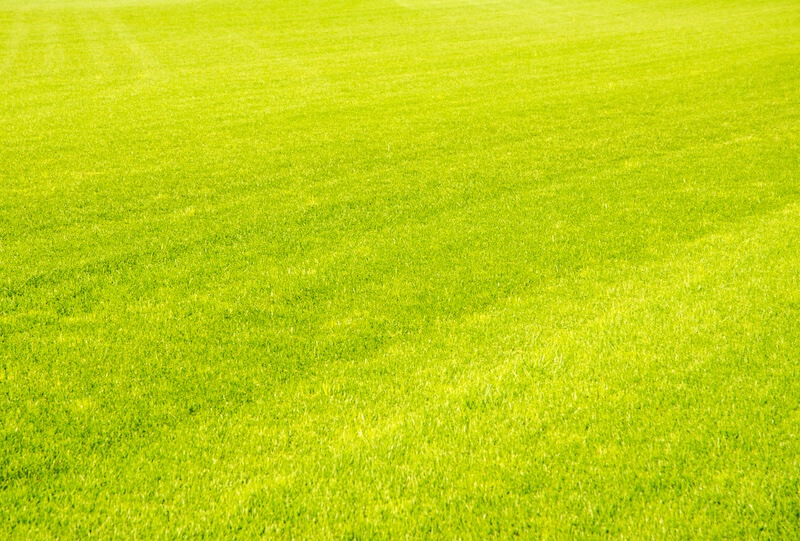 A perfect cut green grass.