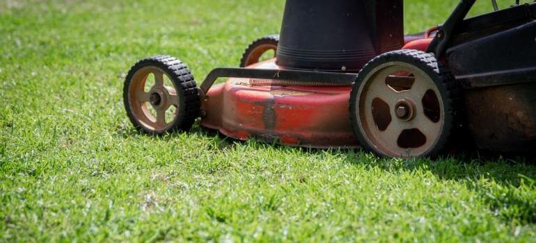 Mowing The Lawn | Gunter Pest & Lawn A Lawn Mower