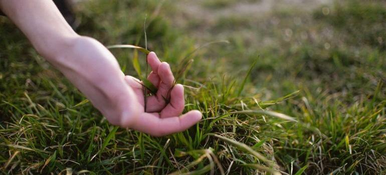 Lawn Recovery Time | Gunter Pest A person checking the grass and thinking about the lawn recovery timeline after a long vacancy